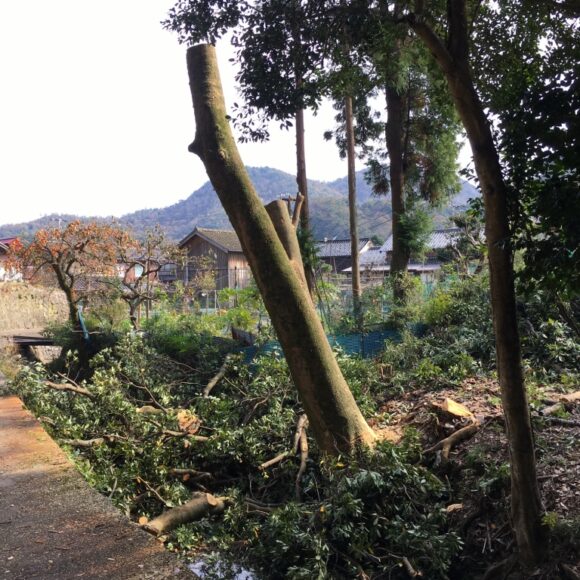 【大きなタモの木伐採工事】京丹後市久美浜町。