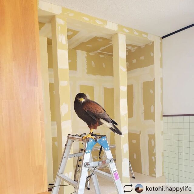 今年の夏は鷹と触れ合ってみてください😉
#工務店リノベ 
#京丹後
#網野 
#🦅